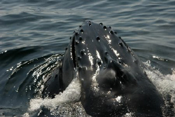 Humpback surface feeding near Boston. by Dan Lee 